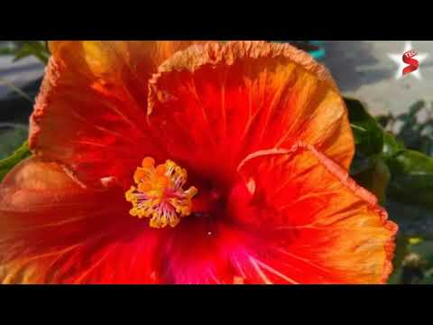 Romantic mixed song ll flowers ll tech soumitra