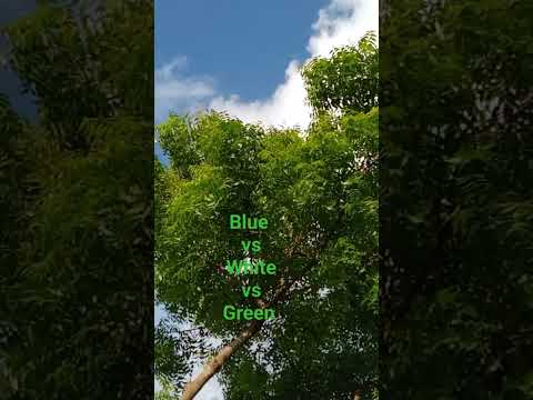 Majestic Margosa Tree View #margosa #medicinalplant #majestic #bluesky #whiteclouds #greenplant #vs