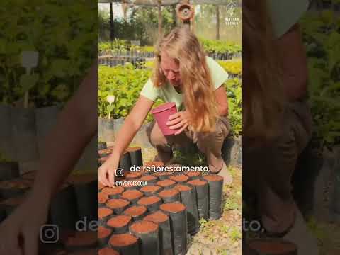Trabalho de restauração no Viveiro Escola - Alto Paraíso de Goiás