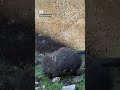 Wiggle It A Baby Wombat Puts An Improvised Scratch Post To Good Use ABC Australia