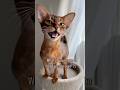 Oh no!! 😱 Abyssinian cat loud meows. Talking cat #abyssinian #catshorts #meows #meowslovers #fypシ゚