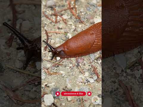 Schnecken ohne Gift: 5 Methoden, die sofort funktionieren - Gartenexpedition #naturgarten #shorts