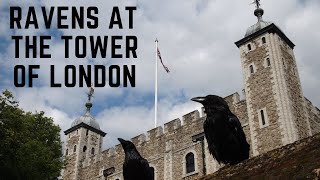 Why Are Ravens Kept At The Tower Of London?