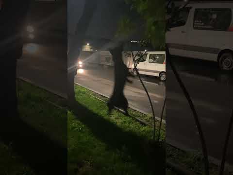 #ledi#smartdog#❤️❤️❤️❤️😍😍😍😍😍