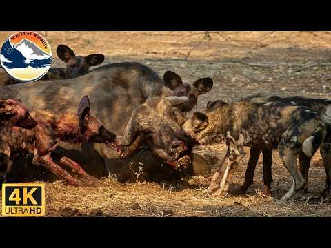 Relentless Kalahari: A Brutal War for Survival #animaldocumentary | World of Wildlife