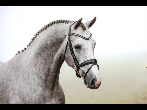 For Planet (For Pleasure x Cornet Obolensky x Ramiro´s Son) Vechta 2022