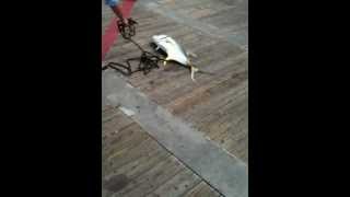 preview picture of video 'Guy catching a big fish off the pier at Gulf Shores Alabama'
