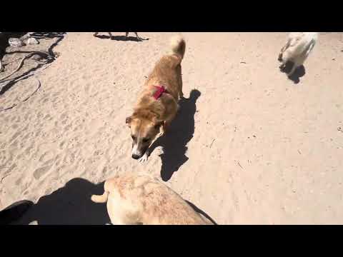 Vídeo de ROBINA