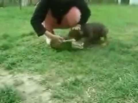 Dinas Affaraon Baldor