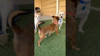 Video preview image #1 Shih Apso Puppy For Sale in phoenix, AZ, USA