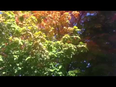 ノルウェーカエデ 植物