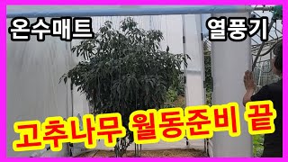 고추나무 월동준비 보일러 깔다~ 온수매트와 열풍기 사용~솔림농원 고추 재배방법 주말농장 텃밭,전원일기 귀농귀…