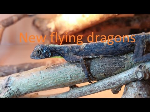 My new flying dragons