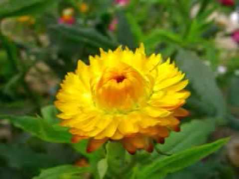 Cry,Cry Again - Sue Terry