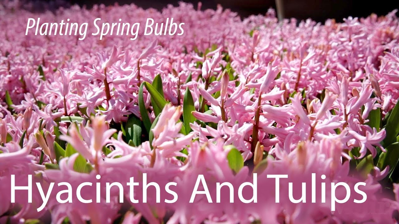 Buying Blooming Bulbs? Here's What To Look For