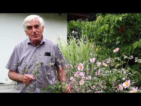 Die Anemone im VOL.AT-Gartentipp