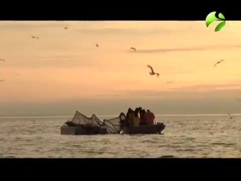 Корюшка - одна из главных символов Санкт-петербурга