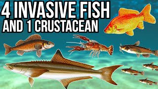 4 Problem Invasive Fish and 1 Crustacean