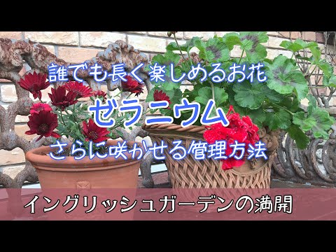 ゼラニウムをいつ地面に植えるのですか？どこに表示するのですか?それらを維持するにはどうすればよいでしょうか?  庭園