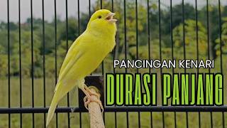 Download lagu Pancingan Kenari GACOR panjang untuk Masteran Kenari PAUD & agar Kenari diam agar bunyi & gacor mp3