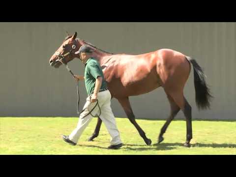 Zabeel x Kay's Awake colt