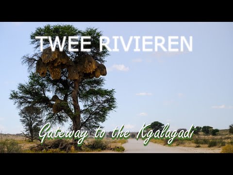 Kgalagadi Transfrontier Park: Twee Rivieren