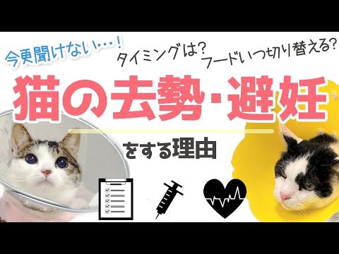 猫の避妊方法