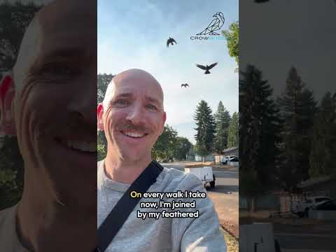 How This Man Befriended Neighborhood Crows - Part 2 🐦✨ #crowfriends #corvids