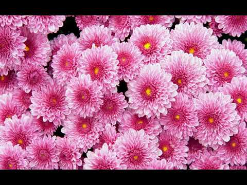 Burak Yeter  12  Burak Yeter Ft Nesli   Karar Verdim