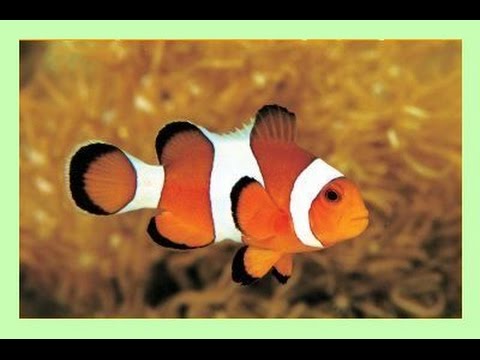 comment installer clownfish