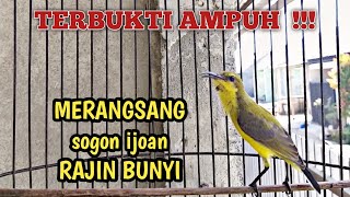 Download lagu SOGON IJOAN NGRIWIK BELAJAR BUNYI AMPUH UNTUK PANCINGAN SOGON IJOAN AGAR RAJIN BUNYI #sogonijoan mp3