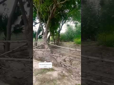 naikot vedio#youtube #trending vedio gufran naikot best video 👌👌🌲🌱🌿🌵🌾