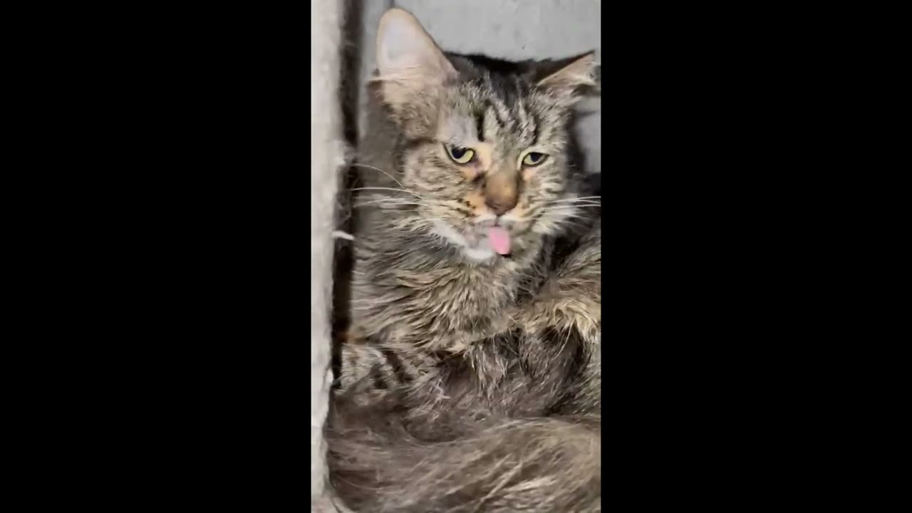 Mojo, a ADOPTABLE mixed breed in Toronto, ON video 5/5