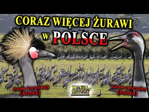 Magical CRANES - Why Are They Arriving? What Does Their Clangor Sound Like?