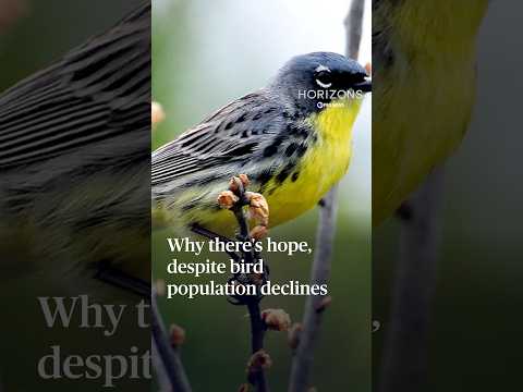 Why there's hope, despite bird population declines