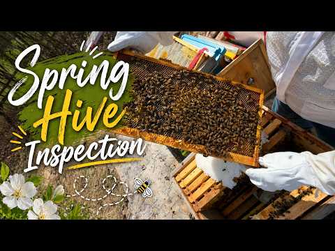 Spring beehive inspection