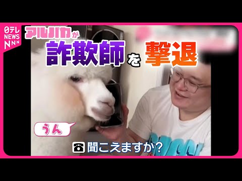 WhatsApp: 新しい「詐欺の試み」 – 驚くほどかわいい