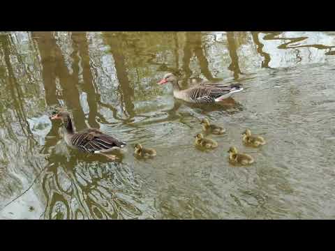 Tierpark Hellabrunn - junge Graugänse, 27.04.2023
