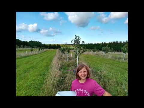 Chestnut Orchard Growth over 7 years Time laps Euro x Chestnuts in Northern Michigan Ox Heights Farm