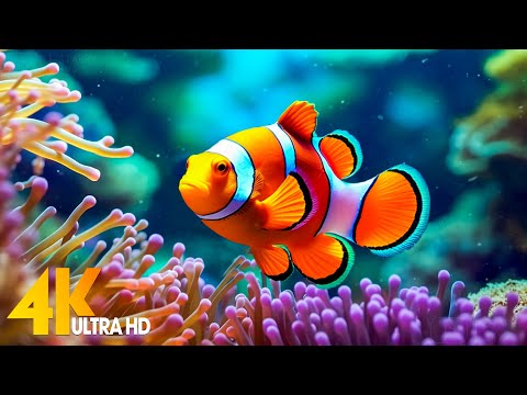 Aquarium 4K VIDEO (ULTRA HD) ???? Beautiful Coral Reef Fish - Relaxing Sleep Meditation Music #37