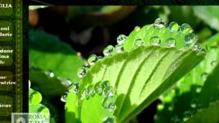 La foglia - funzioni (2/4)