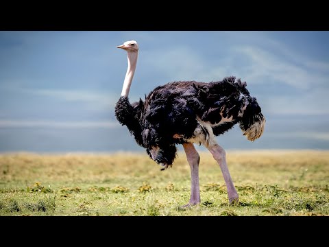 Ostrich - The largest bird in the world / Documentary