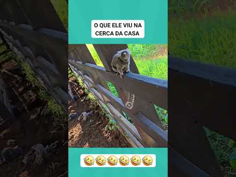pensa nos macaquinho esperto olha o que ele vai fazer