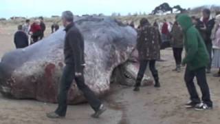preview picture of video 'Man lies on top of the dead whale on Hunstanton Beach.'