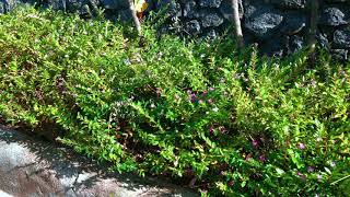Seaside Garden of Cuphea Hyssopifolia flowers Umeanyar Beach