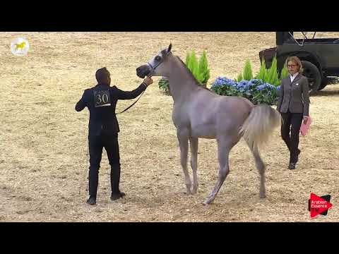 N.30 DY SUHAIL AL BEDA'A - SEWC 2019 - Yearling Colts (Class 4)