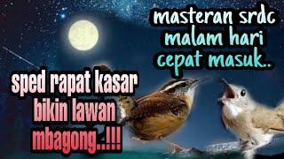 Download lagu biar pagi cor dorr pakai ini..!masteran srdc malam hari, masteran srdc pagi hari, srdc bali gacor mp3