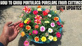 How To Grow Portulaca/Purslane From Cuttings(Full Updates)