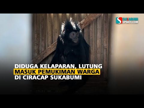 Diduga Kelaparan, Lutung Masuk Pemukiman Warga di Ciracap Sukabumi