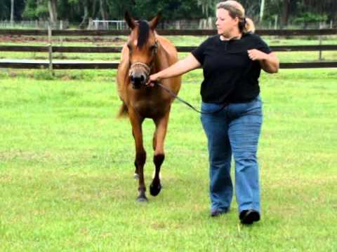 Tresor El Stival MK (Stival x El Abella)